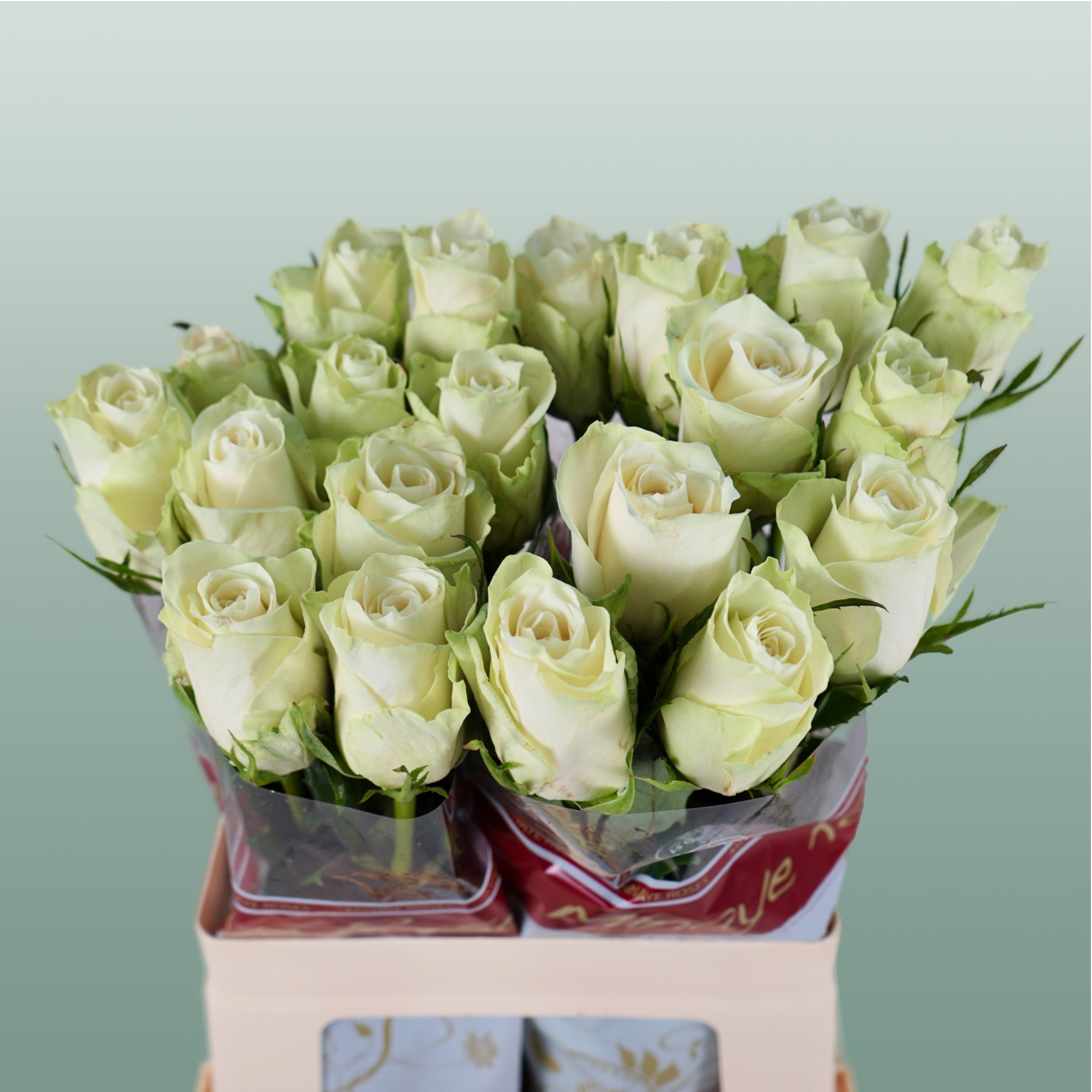 Rose - Rosa - Athena