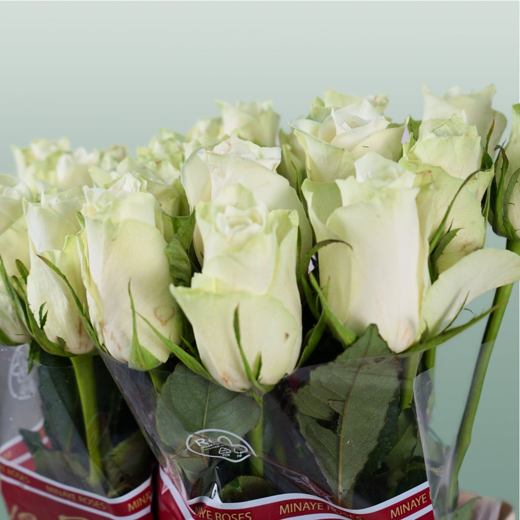 Rose - Rosa - Athena