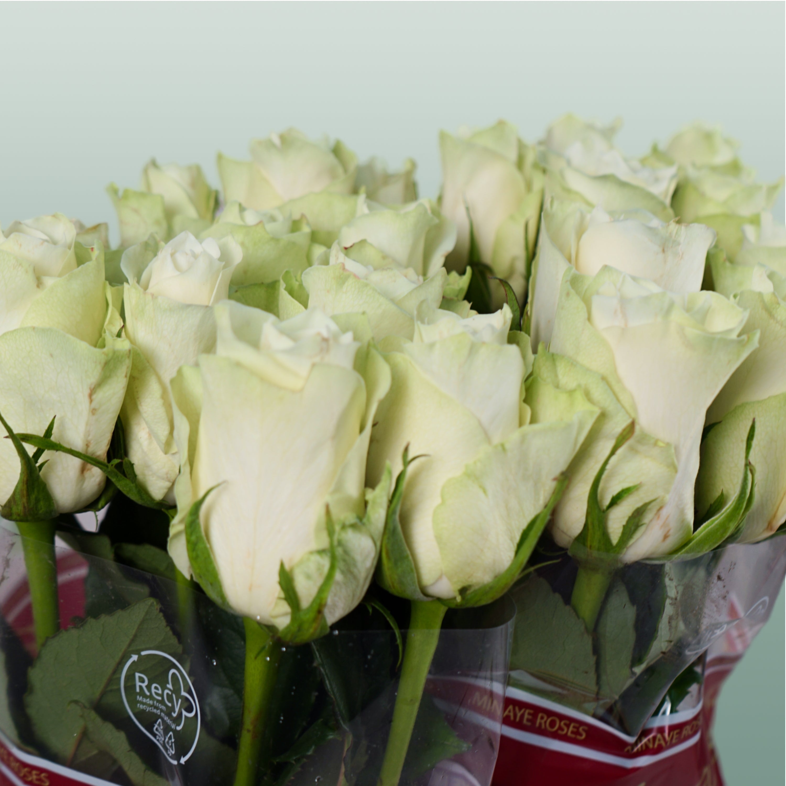 Rose - Rosa - Athena