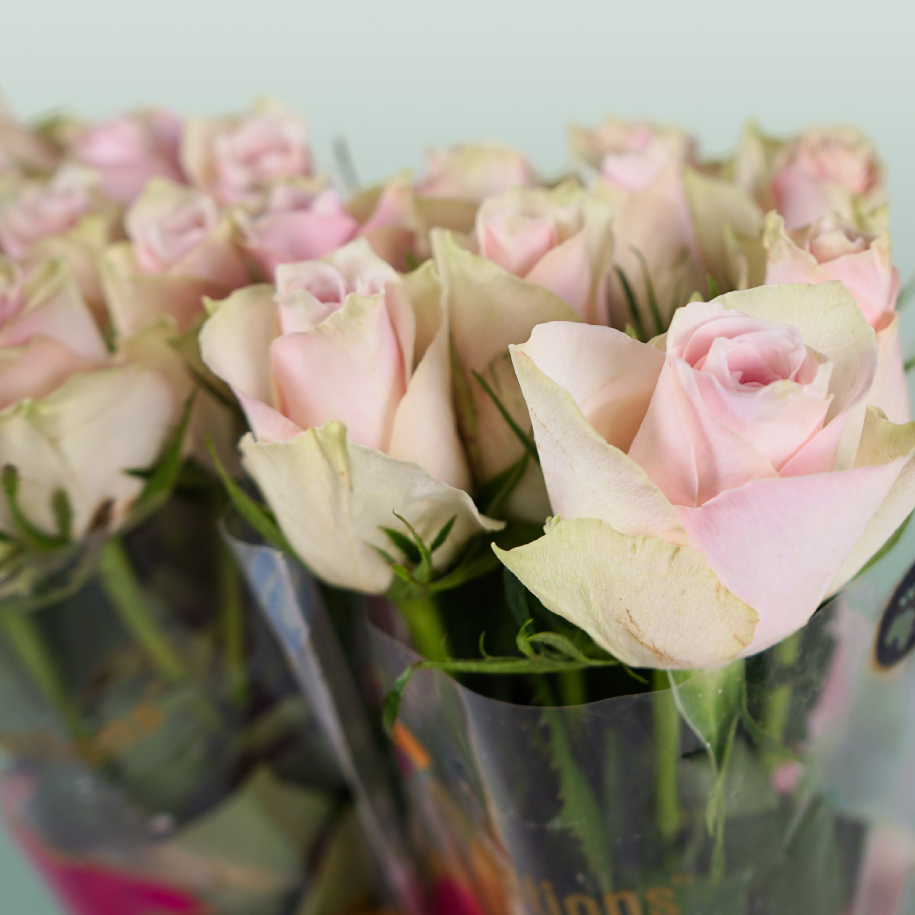 Rose - Rosa - Pink Athena