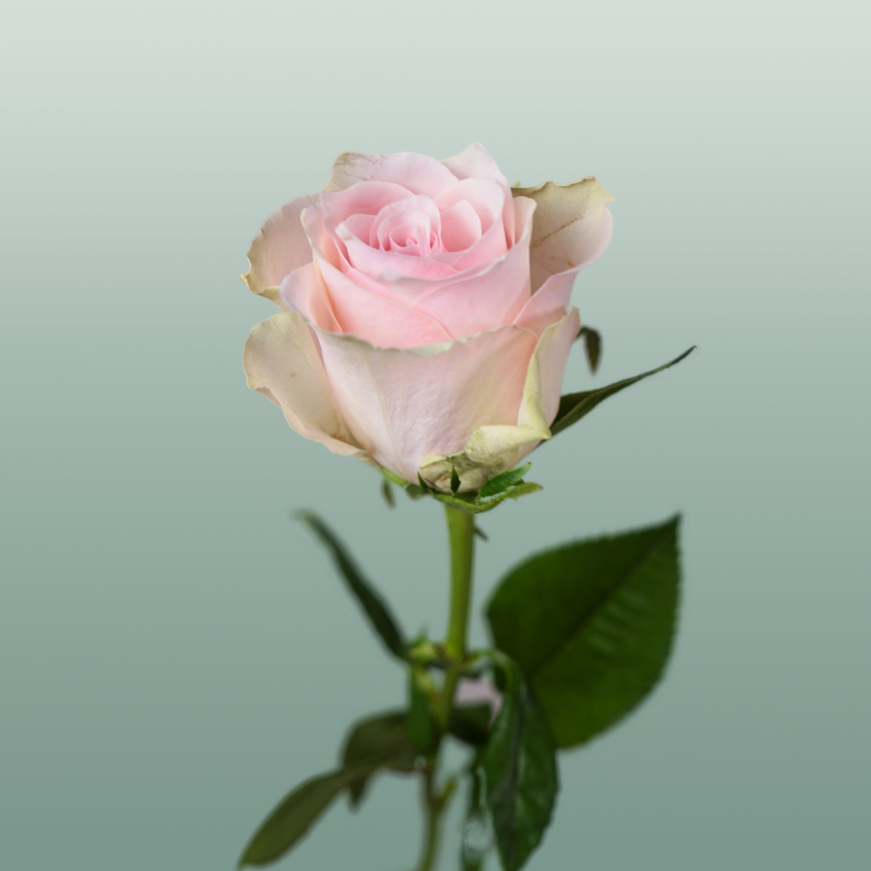 Rose - Rosa - Pink Athena