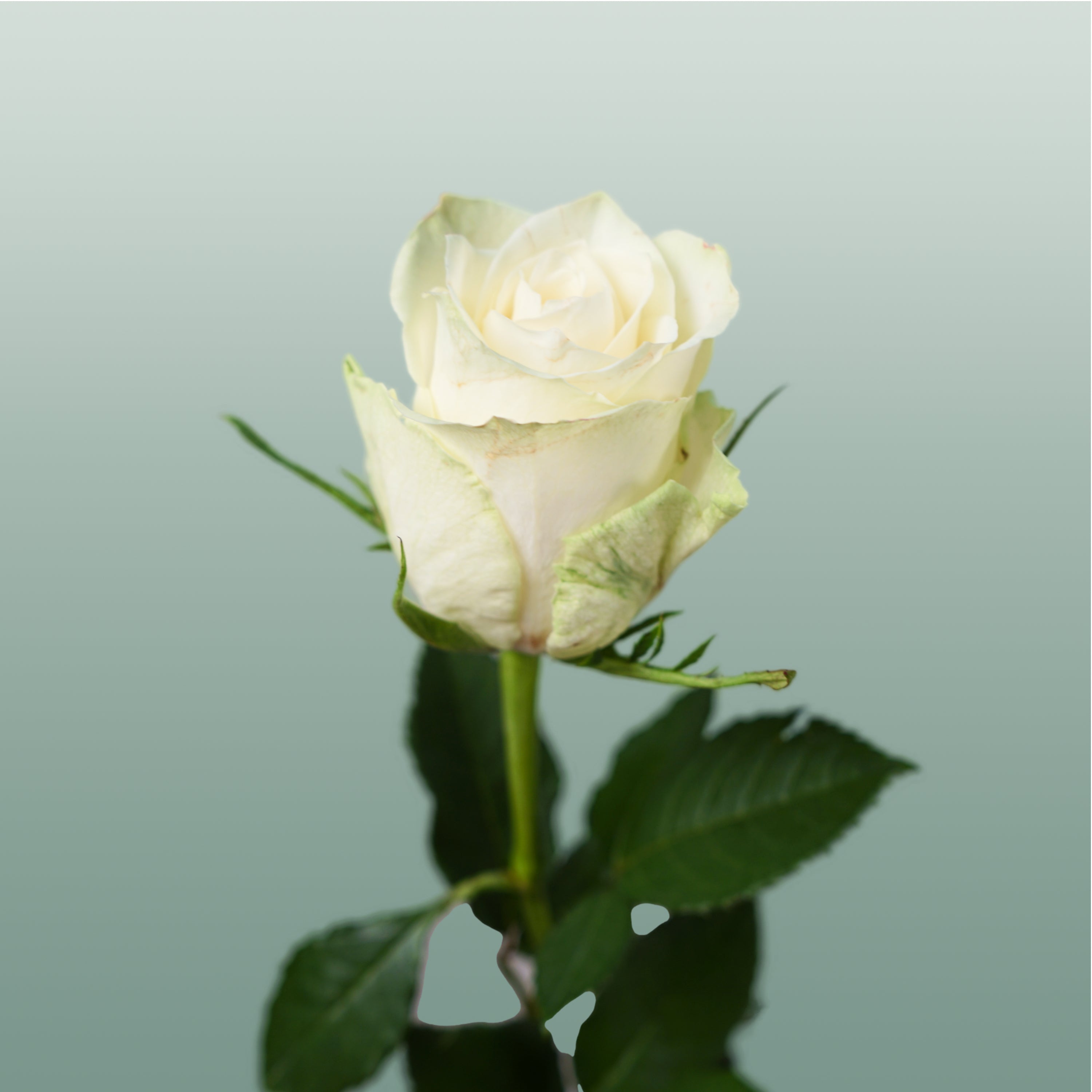 Rose - Rosa - Athena