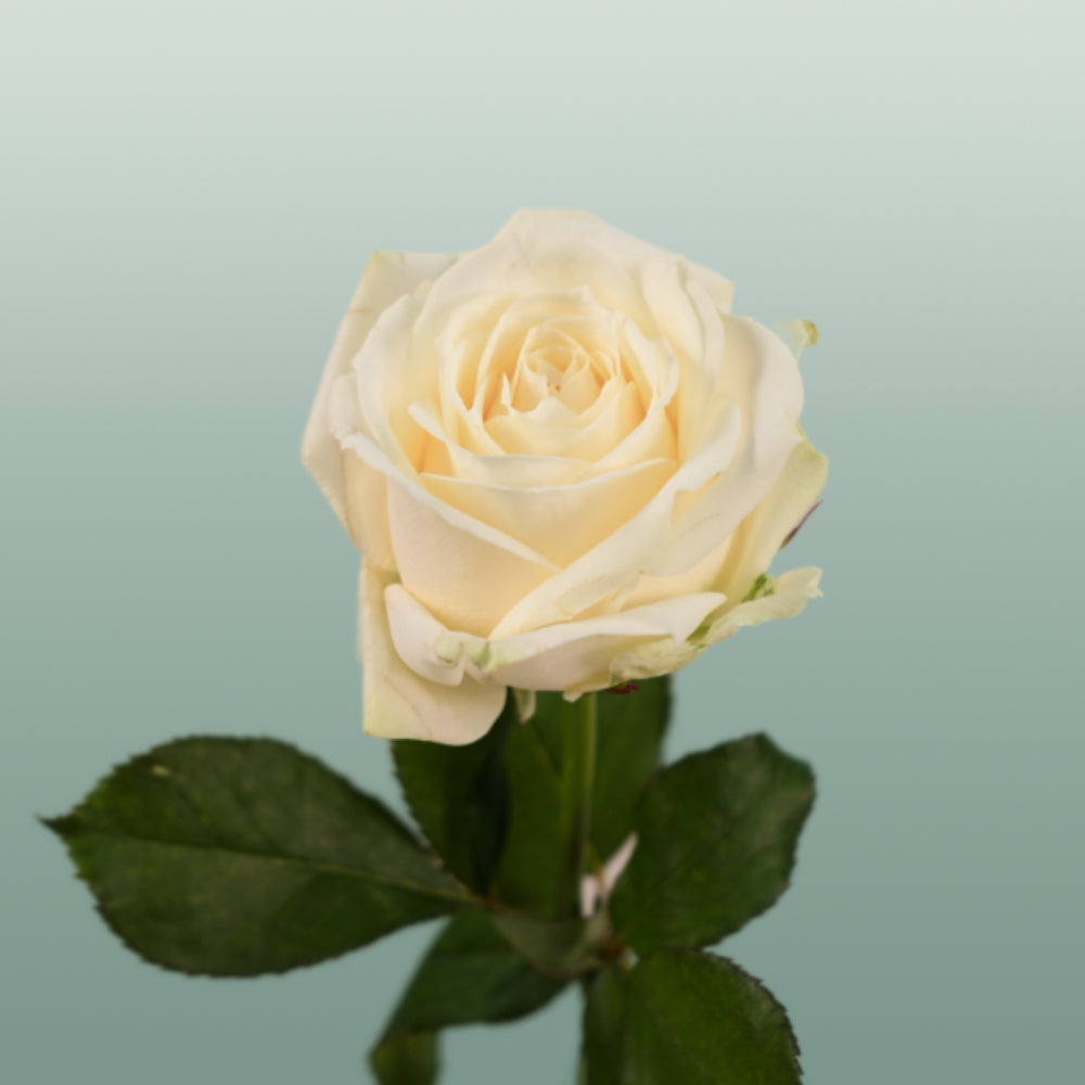 Rose Avalanche Free Choice