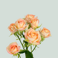 Spray Rose Azore