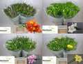Freesia Ton sur Ton Mix