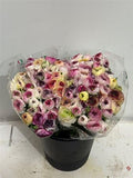 Ranunculus Elegance Cappucino Mix