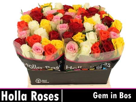 Rose - Mixed in the Bunch