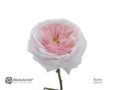 Rose - Rosa - Large Flowered