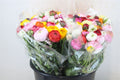 Ranunculus Elegance Rainbow Ex
