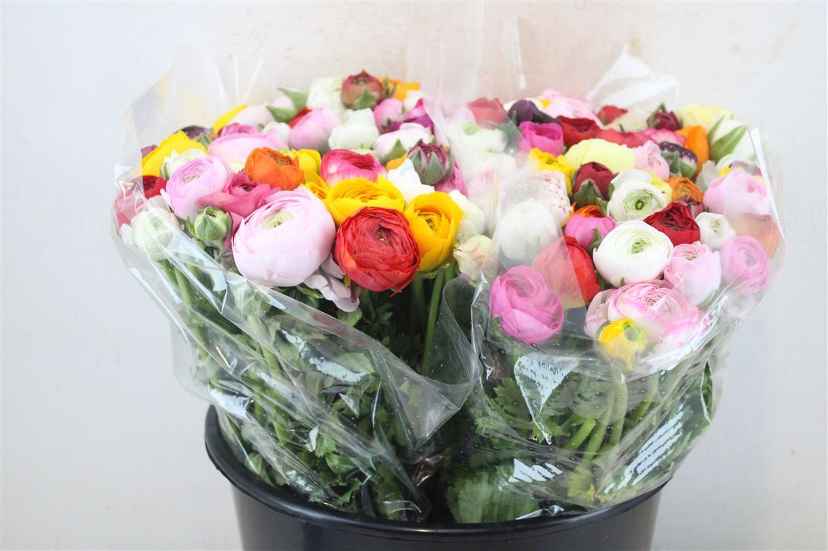 Ranunculus Elegance Rainbow Ex