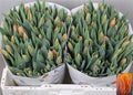 Tulip En Prinses Irene