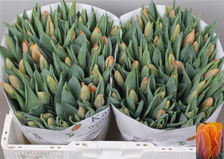 Tulip En Prinses Irene