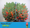 Tulip En Ad Rem Op Kleur