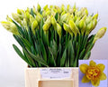 Daffodil Dick Wilden