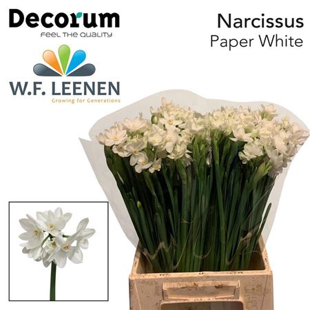 Daffodil Ziva