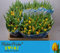 Tulip En Striped Bellon