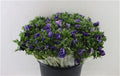 Anemone Blue Wholesalers Choice