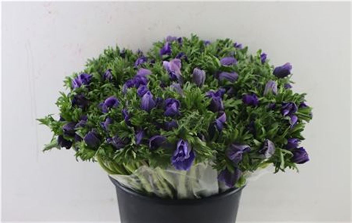 Anemone Blue Wholesalers Choice