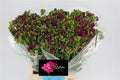 Freesia Purple Wholesalers Choice