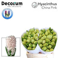 Hyacinth China Pink