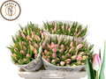 Tulip En First Class