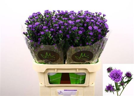 Aster Astee Dark Milka (25 Stems)