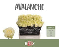 Rose - Rosa - Avalanche+