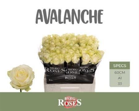 Rose - Rosa - Avalanche+