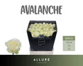 Rose - Rosa - Avalanche Allure