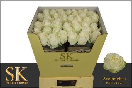 Rose - Rosa - Avalanche SK