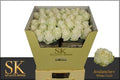 Rose - Rosa - Avalanche SK