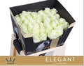 Rose - Rosa - Avalanche Elegant