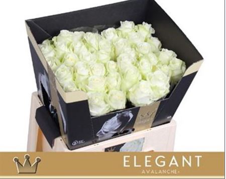 Rose - Rosa - Avalanche Elegant
