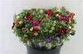 Anemone Mixed Wholesalers Choice
