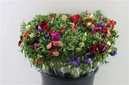 Anemone Mixed Wholesalers Choice