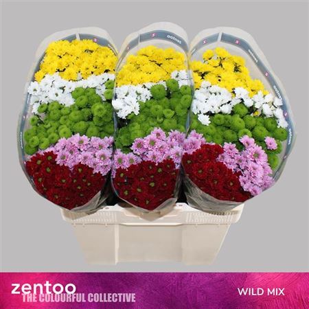 Spray Chrysanthemum - Chrysanthemum (Indicum Grp) - Santini Mix