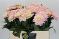 Dahlia ‘Lady Diana’s Memory’ – Purple Cut Flowers