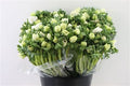 Anemone White Wholesalers Choice