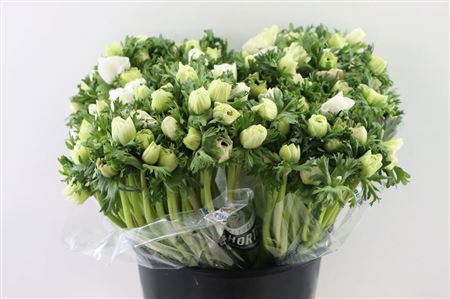 Anemone White Wholesalers Choice