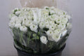 Ranunculus Elegance White Ex