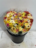 Ranunculus Elegance Yellow Striped