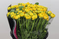 Ranunculus Yellow Wholesalers Choice