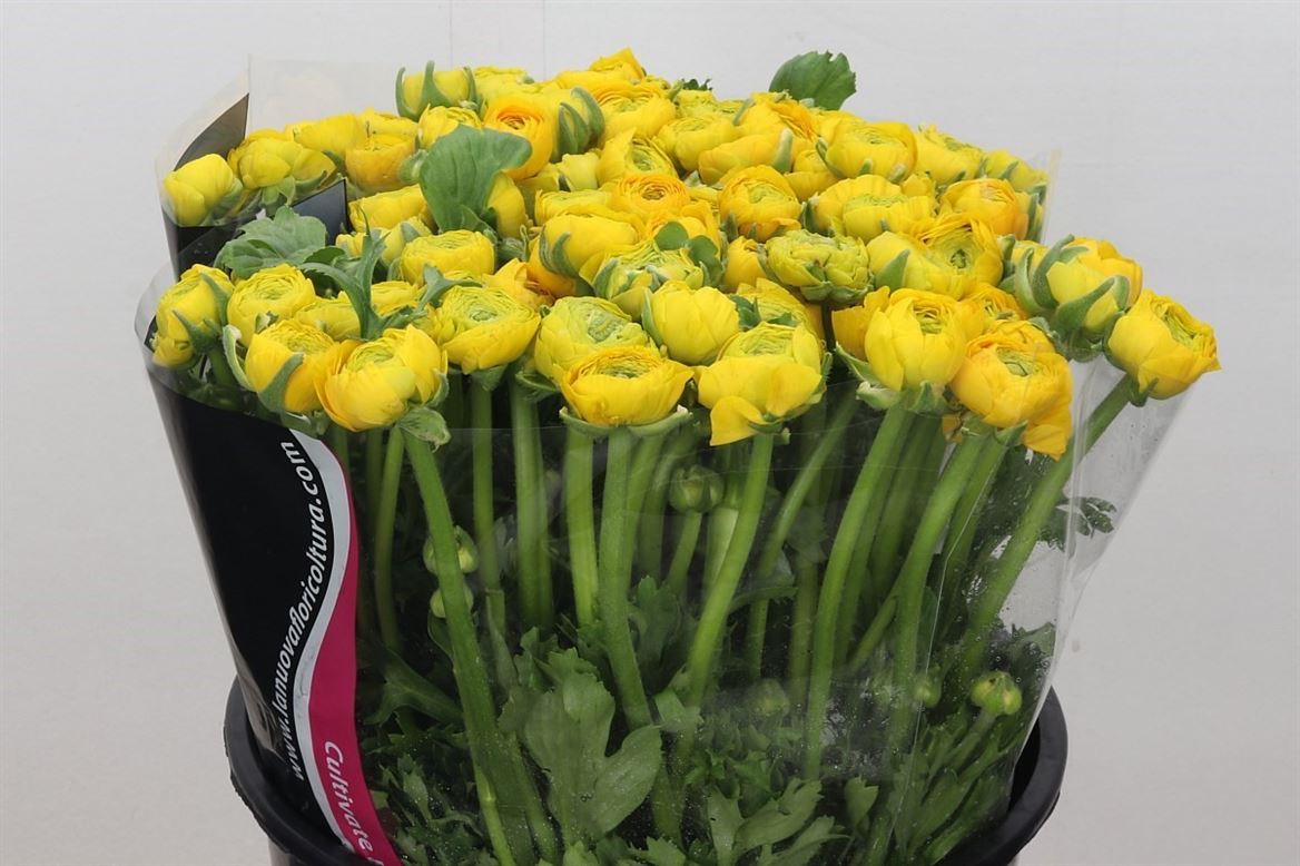 Ranunculus Yellow Wholesalers Choice
