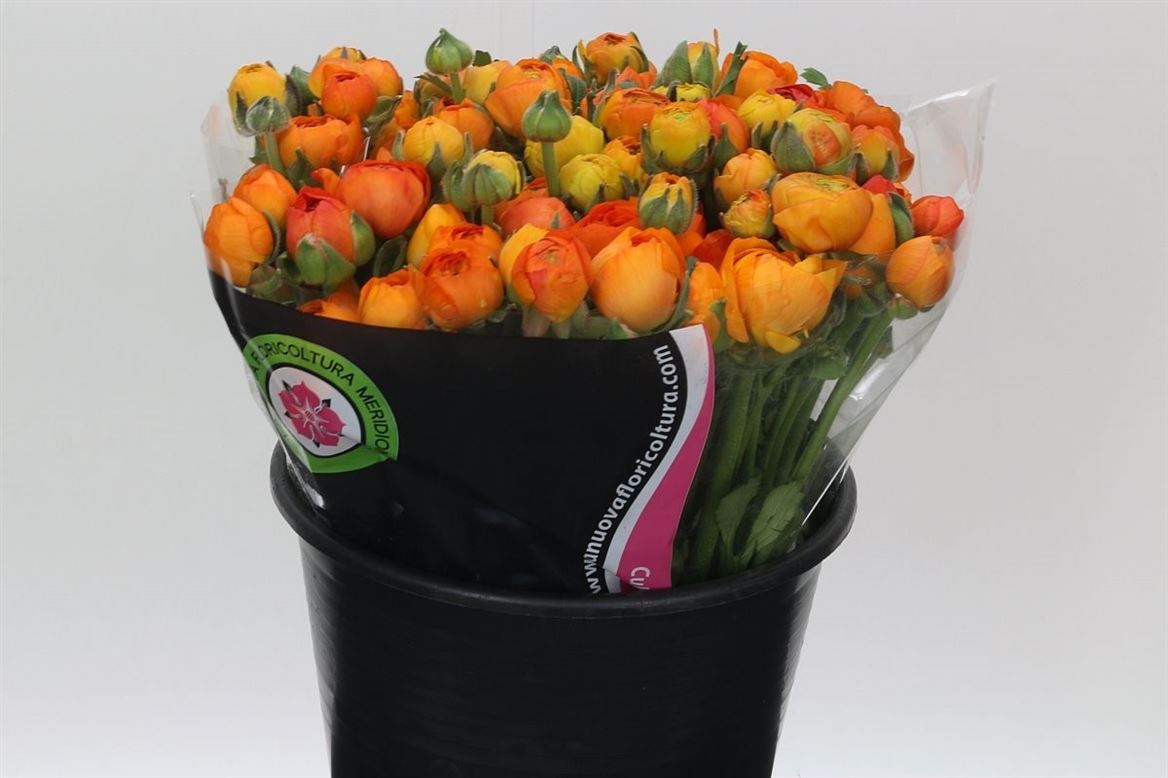 Ranunculus Orange Wholesalers Choice