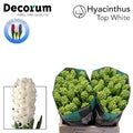 Hyacinth Top White