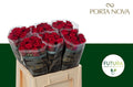 Rose Red Naomi Porta Nova