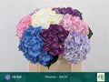 Hydrangea M Mixed