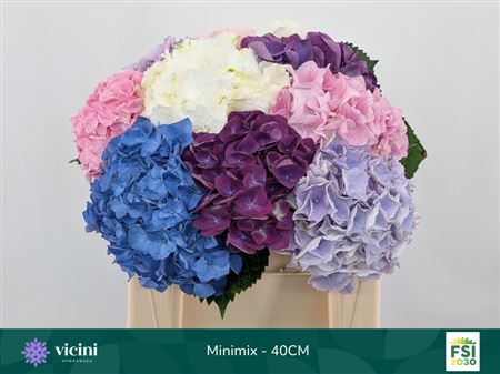 Hydrangea M Mixed