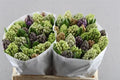 Hyacinth Mixed Pastel