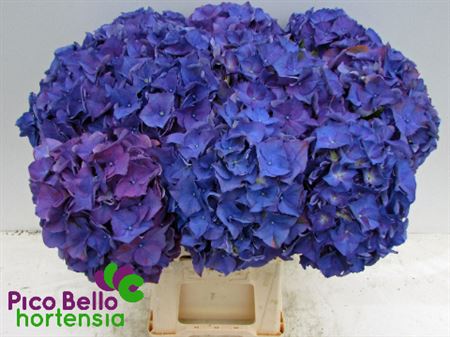 Hydrangea - Hydrangea - Rodeo